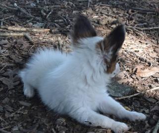 Beautiful Papillon puppies