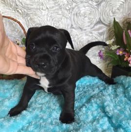 American Staffordshire Terrier Welpen