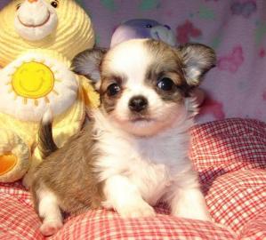 S�sse reinrassige Chihuahuawelpen langha