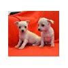 S�sse reinrassige Chihuahuawelpen langha