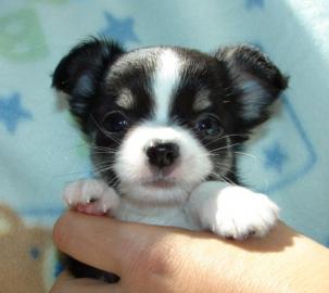 S�sse reinrassige Chihuahuawelpen langha