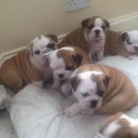 S��e Englische Bulldoggen m.  Ahnentafel