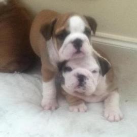 S��e Englische Bulldoggen m.  Ahnentafel