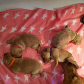 Labrador Welpen blond