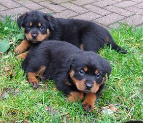 Zwei Perfekt Rottweiler Welpen WhatsApp