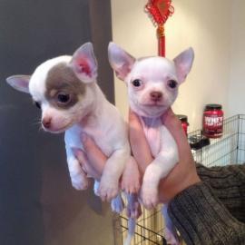 Super s??e MINI chihuahua welpen mit Pap