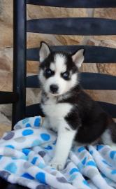 Siberian Husky zu verkaufen