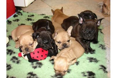 Franz�sische Bulldoggen Welpen