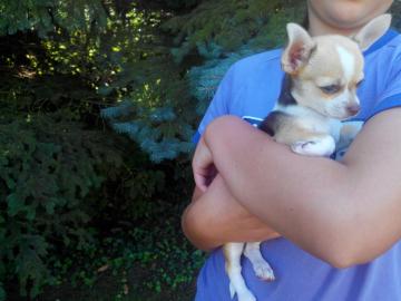 Typvolle Chihuahua Welpen