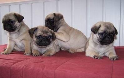 Mops Welpen von freiatmende