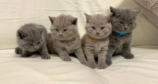 KOSTENLOS BKH-WHATSAPP:+4368120926227