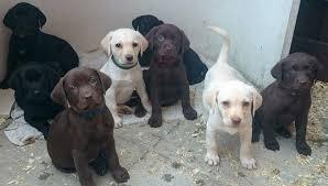 Labrador Welpen mit Papieren whatsapp Nu