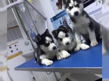 Reinrassige Siberian Husky Welpen