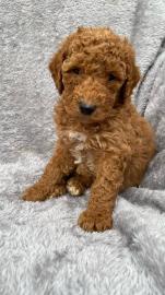 Sch?ne Goldendoodle-Welpen zu verkaufen