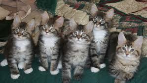 s��e Maine Coon Katze