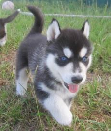 Siberian Husky Welpen