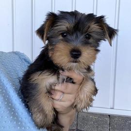 Absolut gesunde Yorkie-Welpen