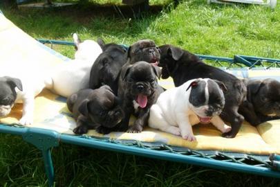 Franz�sische Bulldoggen Welpen 10 Wochen