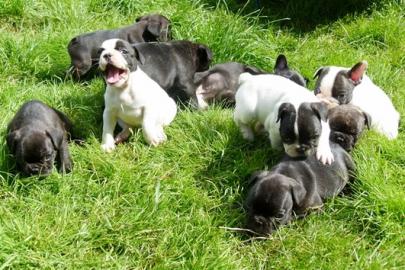 Franz�sische Bulldoggen Welpen 10 Wochen