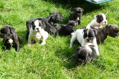 Franz�sische Bulldoggen Welpen 10 Wochen