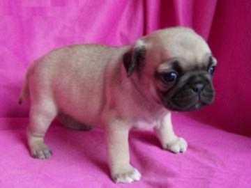 Super s��e MINI Mops Welpen mit papiere