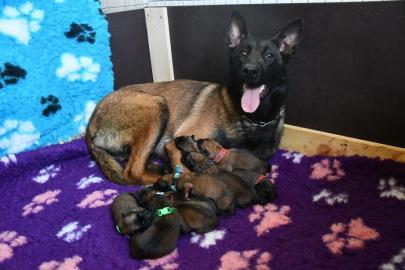 Belgischer Sch�ferhund Malinois