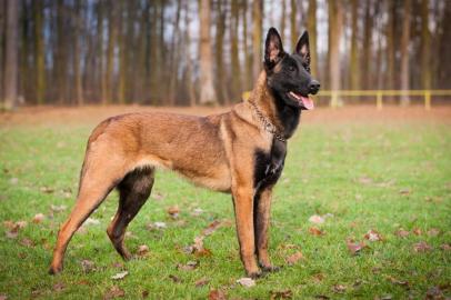 Belgischer Sch�ferhund Malinois