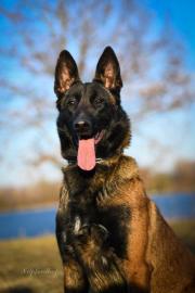 Belgischer Sch�ferhund Malinois