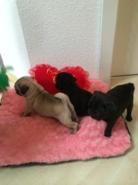 Zuckers�sse Mops welpen
