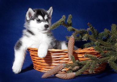 ``Reinrassige Siberian Husky Welpen �
