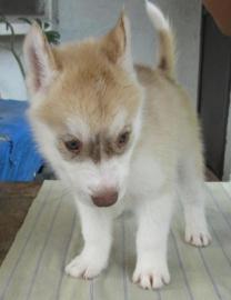 ``Reinrassige Siberian Husky Welpen �