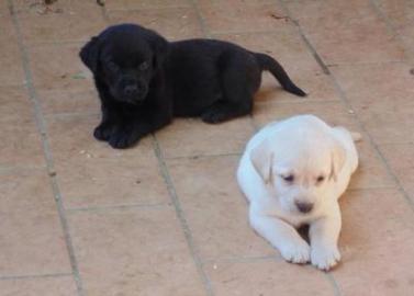 Labrador-Welpen mit Stammbaum