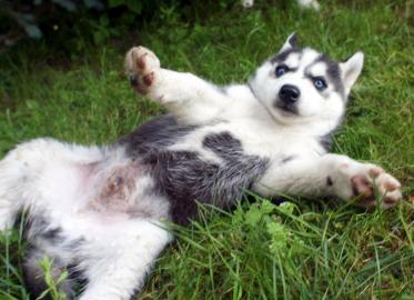 Siberian Husky Welpen Weibchen, R�de . 