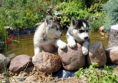 Siberian Husky Welpen Weibchen, R�de . 