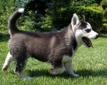 Siberian Husky Welpen Weibchen, R�de . 