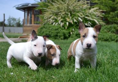 Miniatur Bullterrier R�den / H�ndinnen