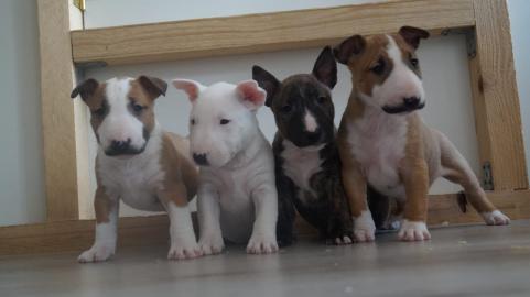Miniatur Bullterrier R�den / H�ndinnen