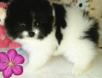 sch�ne Zwergspitz-Pomeranian Welpen