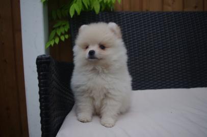 sch�ne Zwergspitz-Pomeranian Welpen