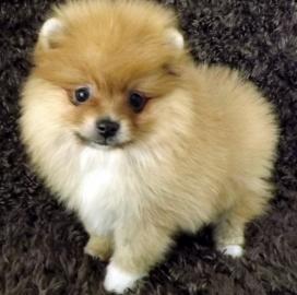 sch�ne Zwergspitz-Pomeranian Welpen
