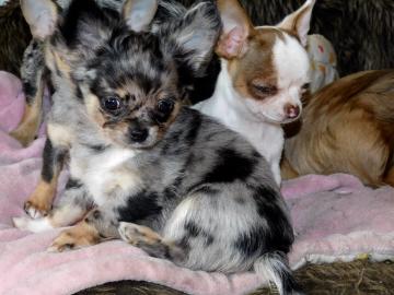 S��e Chihuahuawelpen suchen neues Traum-