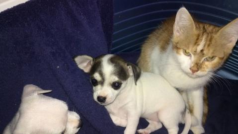 S��e Chihuahuawelpen suchen neues Traum-
