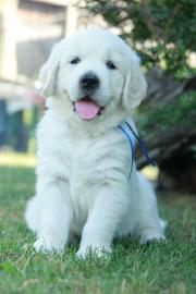 Golden Retriever Welpen