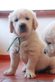 Golden Retriever Welpen