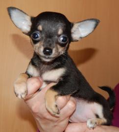 Mini Chihuahua Welpen kurz und langhaar