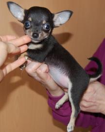Mini Chihuahua Welpen kurz und langhaar