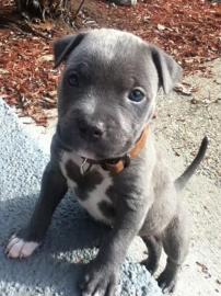 American Pitbull Welpen Blueline Bluelin
