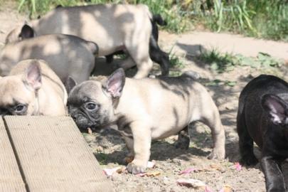Super Franz�sische Bulldoggen Welpe
