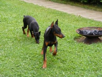 Vollkupierten Dobermann Welpen mit Stamm