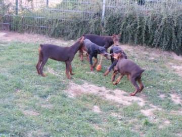 Vollkupierten Dobermann Welpen mit Stamm